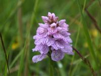 Knabenkrautorchidee_Insel Streymoy